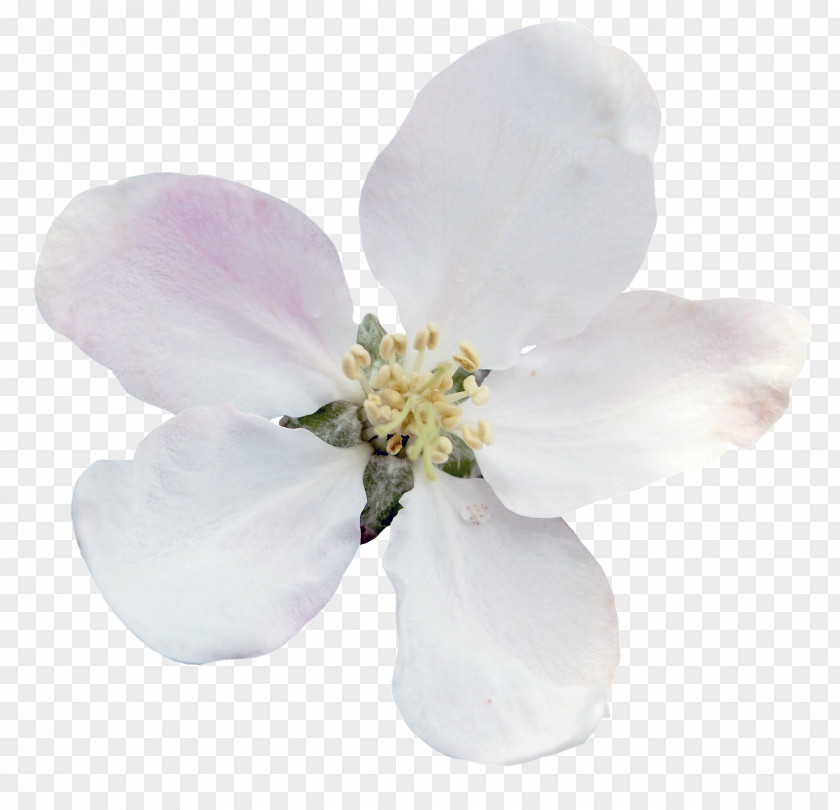 Cherry Blossom Flower Tulip Garden Yandex Snowdrop PNG