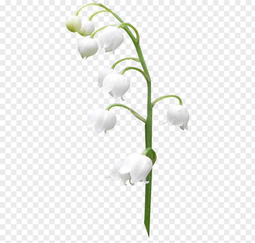 Lily Of The Valley Image Orchids Clip Art PNG