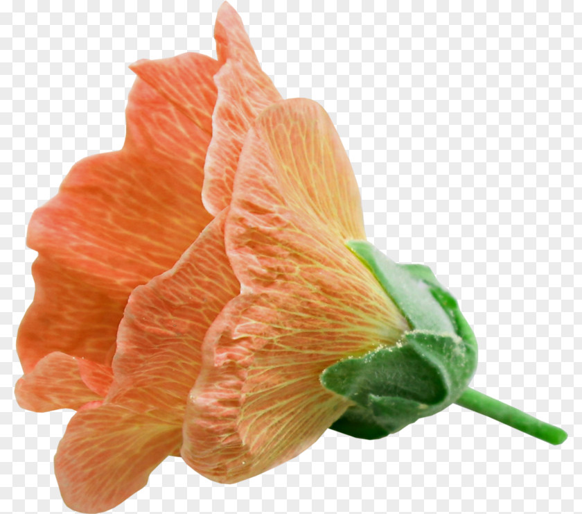 Orange Petals Petal Mallows Cut Flowers PNG