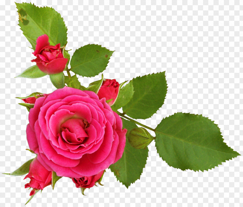 Peach Flower Rosa Foetida Garden Roses Clip Art PNG