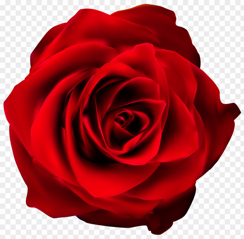Red Rose Transparent Clip Art Image PNG