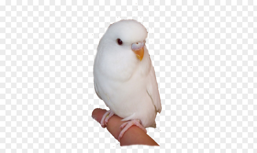 White Parrot Budgerigar Cockatoo Lovebird Parakeet PNG