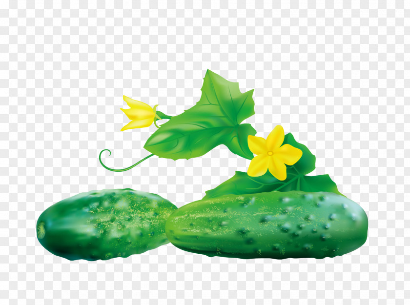 Cucumber Vegetable Food PNG