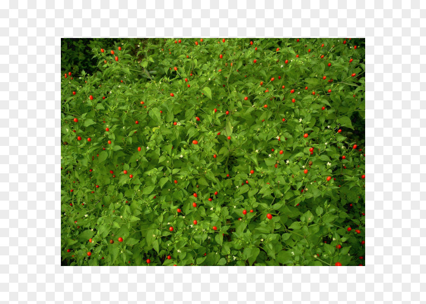 Plant Capsicum Annuum Var. Glabriusculum Pequin Pepper Cayenne Tabasco Chili PNG