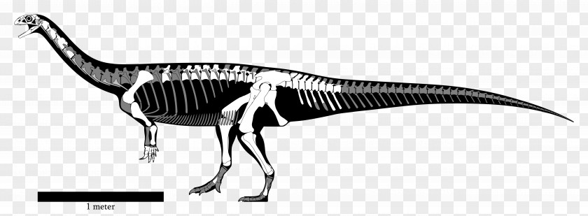 Reconstruction Yunnanosaurus Lufengosaurus Sinosaurus Anchisaurus Aardonyx PNG