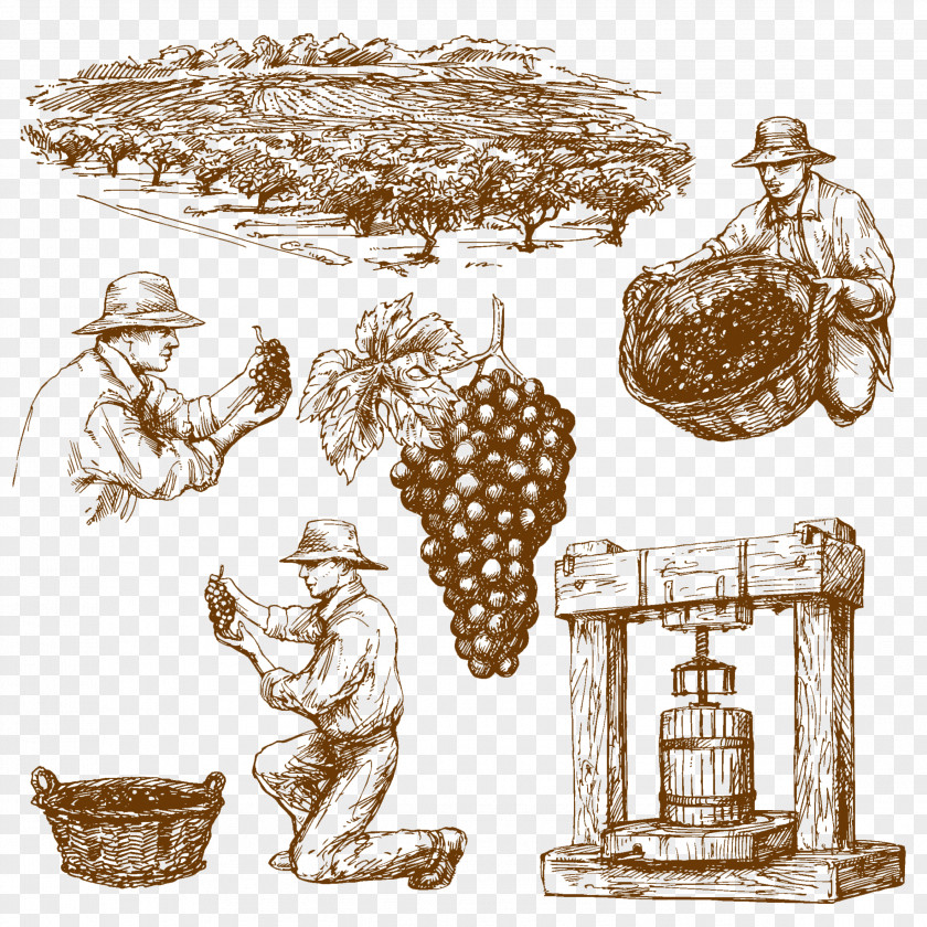 Fine Wines Hand Painted Elements Vector Material Wine Common Grape Vine Drawing PNG