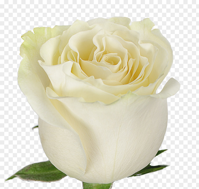 Flower Garden Roses Rosa × Alba Bouquet Bloemisterij PNG