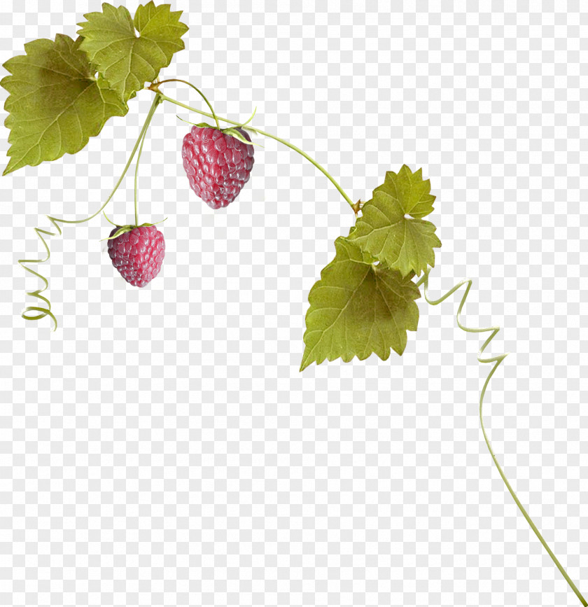 Strawberry Leaves Aedmaasikas PNG