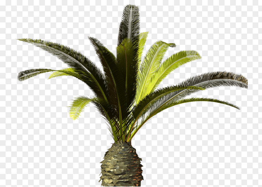 Tree Arecaceae Clip Art PNG