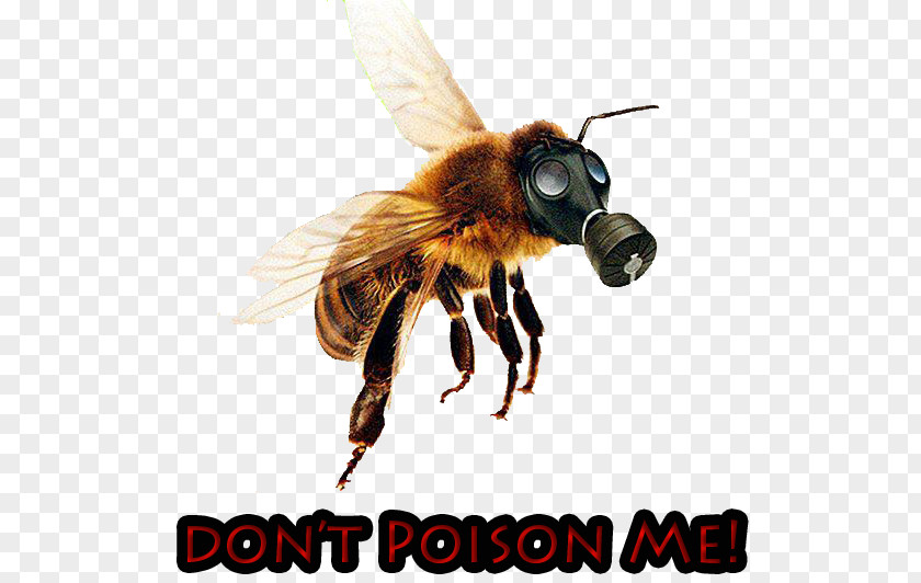 Bee Western Honey Colony Collapse Disorder Neonicotinoid PNG