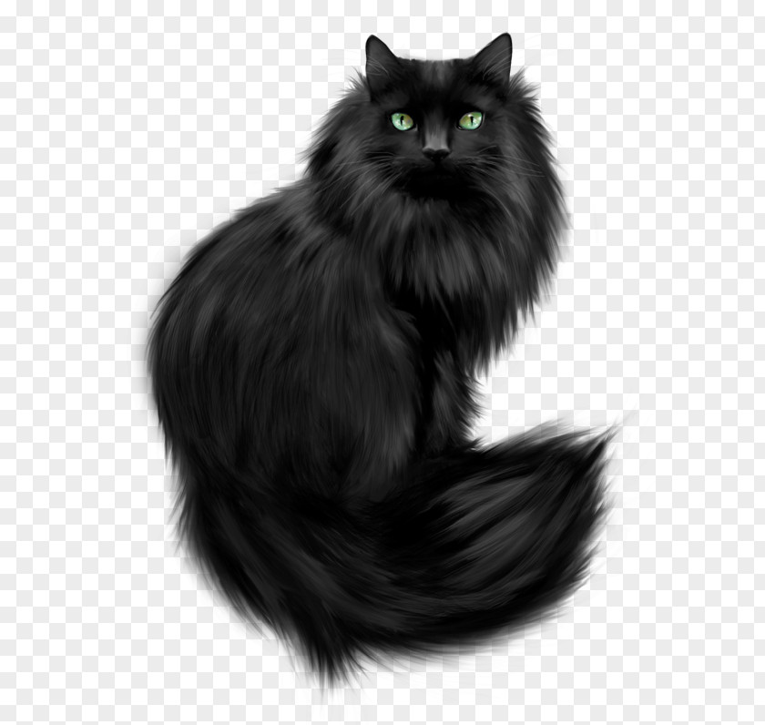 Black Cat Norwegian Forest Persian Kitten Feral PNG