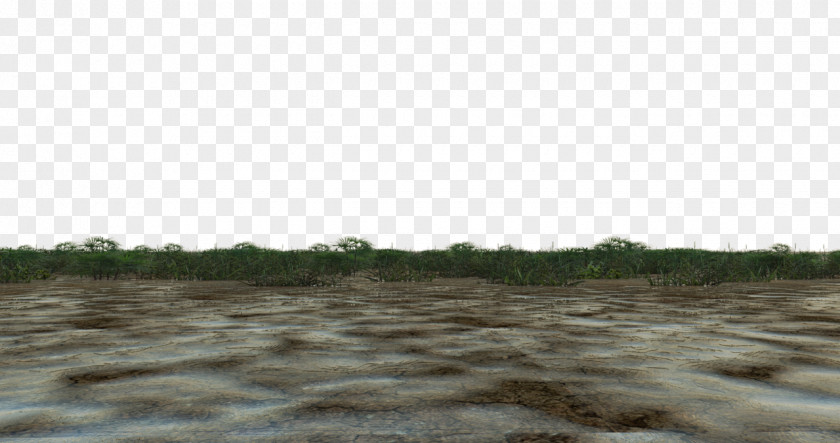Swamp Soil Wetland PNG
