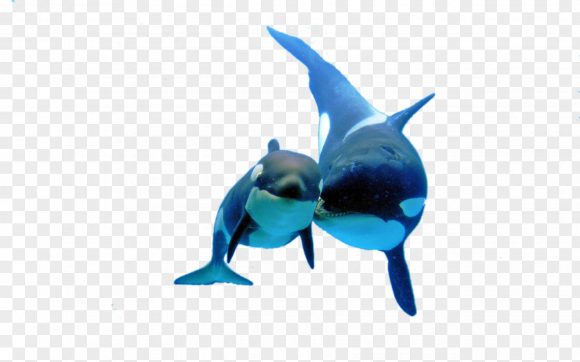 Two Whales Shark Killer Whale PNG