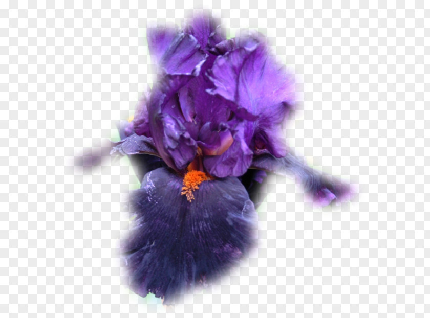 Violet Petal Family Violaceae PNG