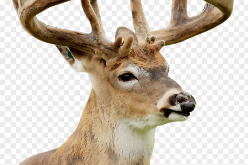 Whitetailed Deer Roe Reindeer PNG