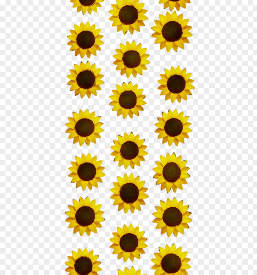 Daisy Family Plant Sunflower PNG