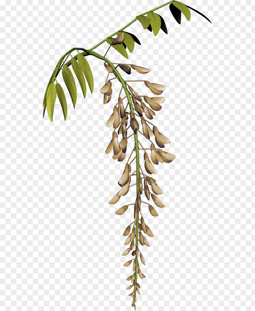 Flower Plant Stem Raceme Tamarind PNG