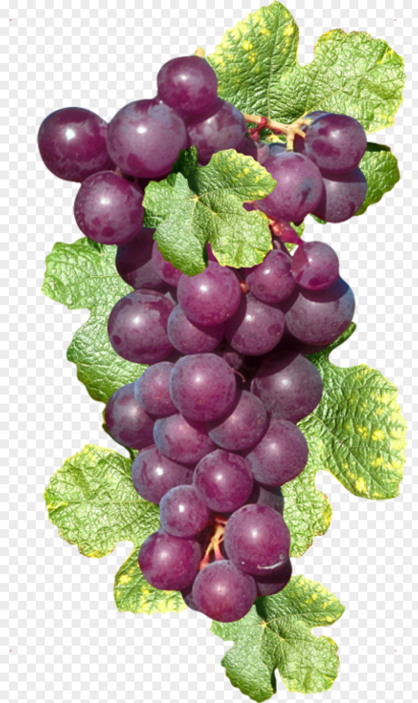 Grape Sultana Zante Currant Common Vine Wine PNG