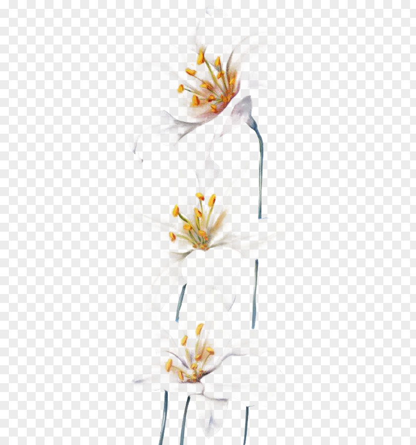 Hand-painted Lily Lilium Flower Gratis PNG