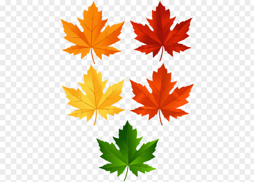 Leaves Set Clip Art Openclipart Image Free Content PNG