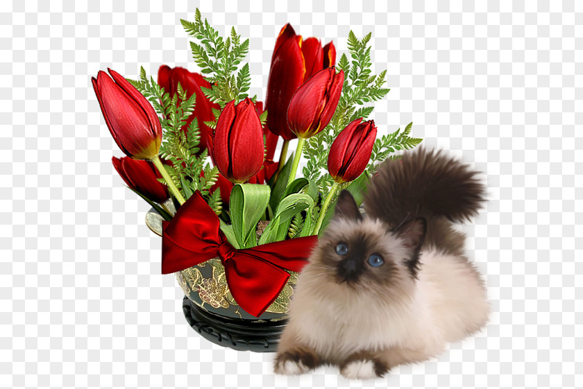 Cat Flowers Day Morning Greeting Night Afternoon PNG