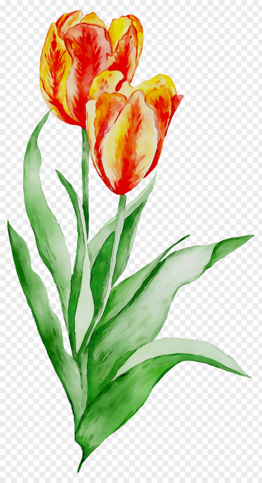 Floral Design Cut Flowers Tulip Plant Stem PNG