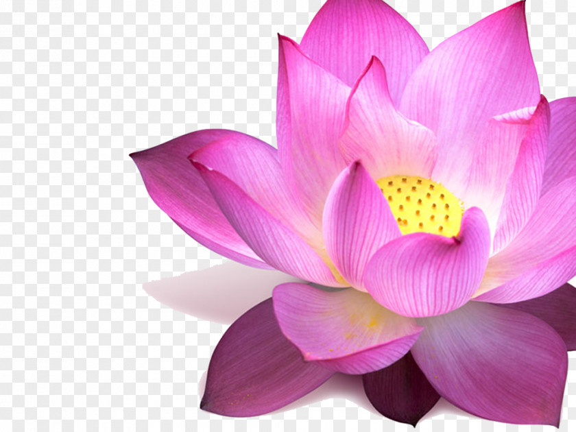 Lotus Nelumbo Nucifera Flower Padma Pink Egyptian PNG