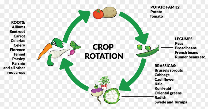 Organic Vegetables Chicory Crop Rotation Plant Root PNG