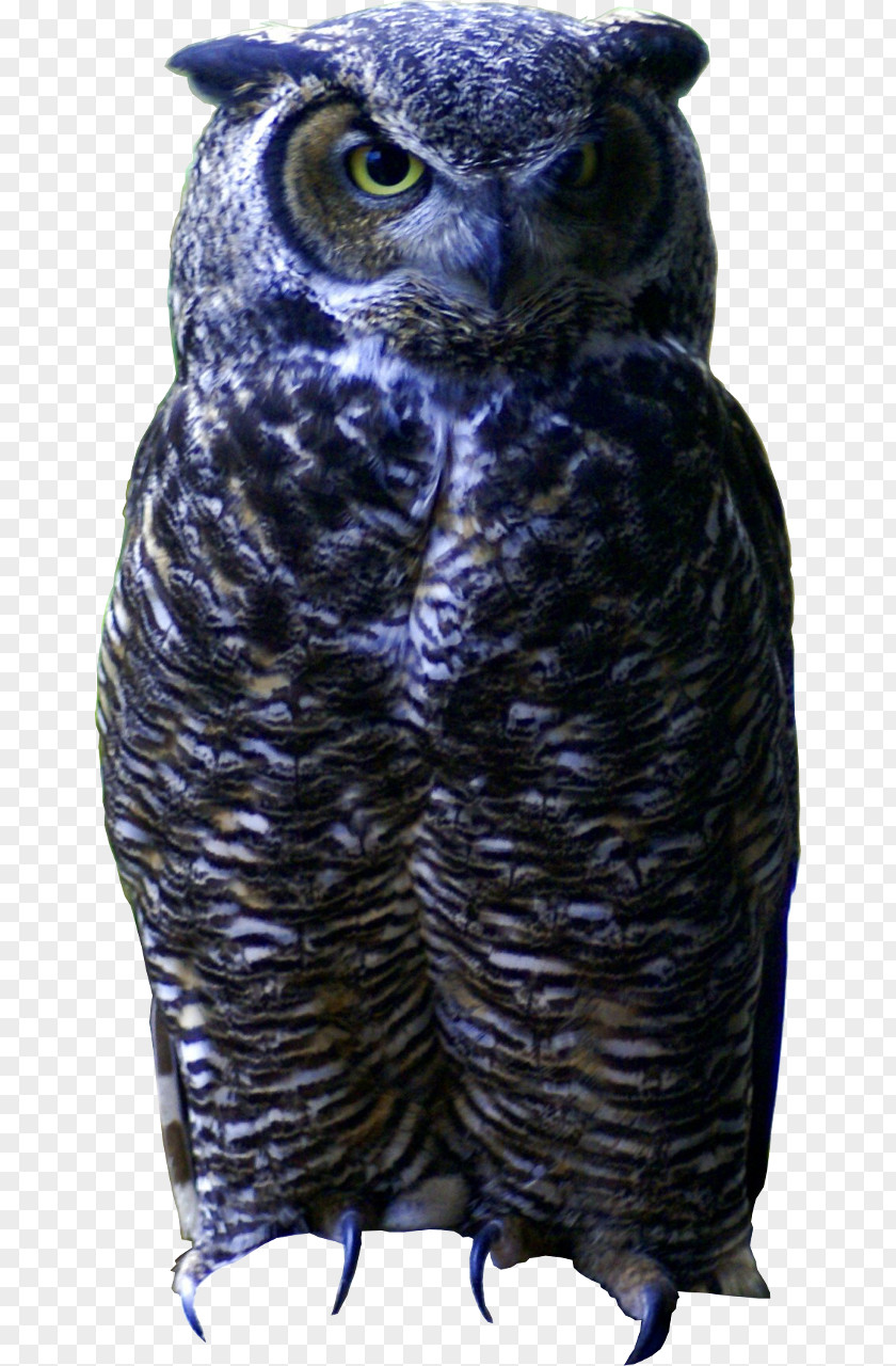 Owl Great Grey Beak Feather PNG