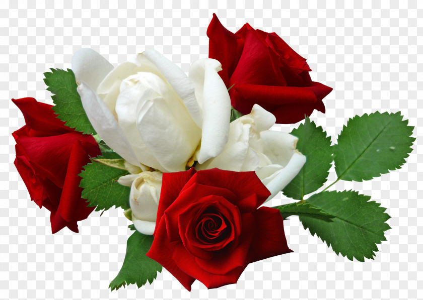 Red Roses And White Rose Flower PNG