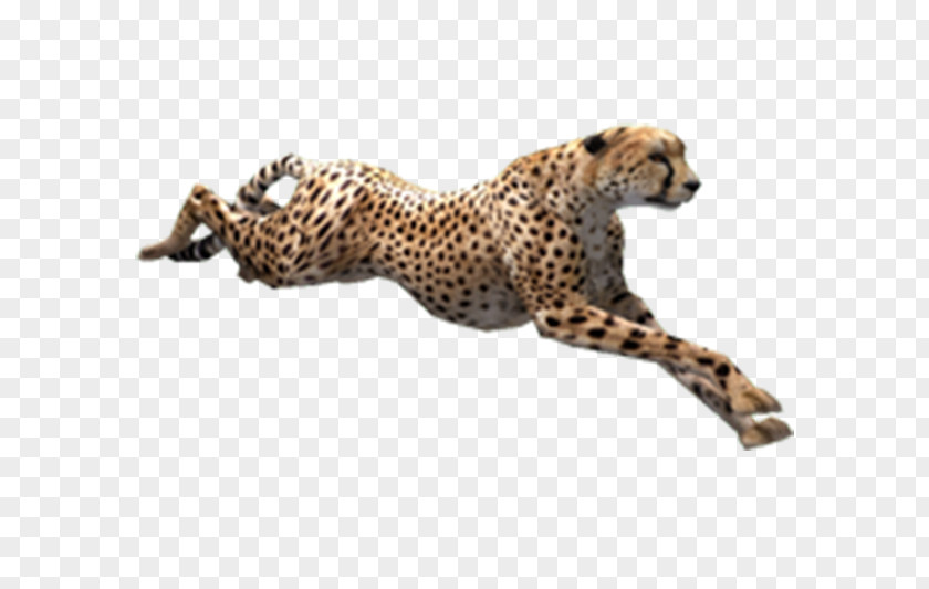 Running Cheetah Zoo Tycoon 2 PNG