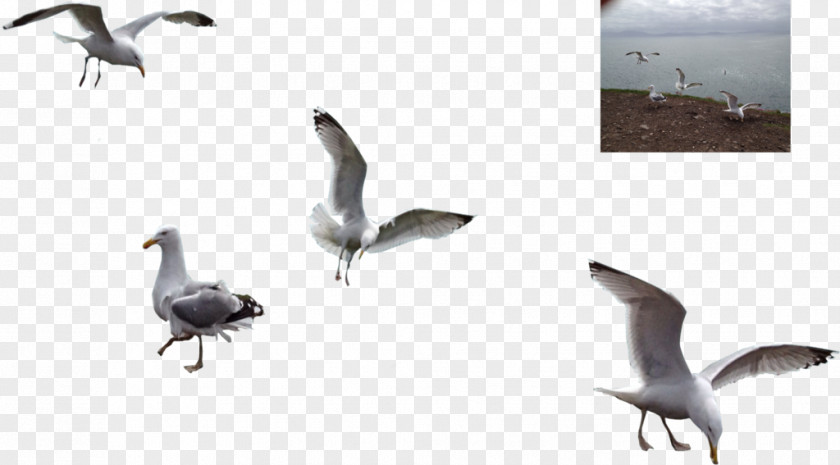 Seagulls Water Bird Migration Animal Goose PNG