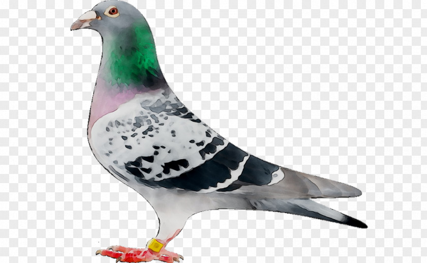 Stock Dove Pigeons And Doves Beak Feather PNG