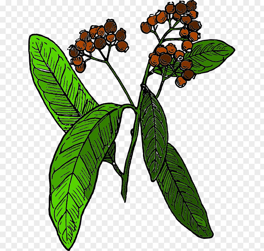 Botany Pictures Allspice Clip Art PNG