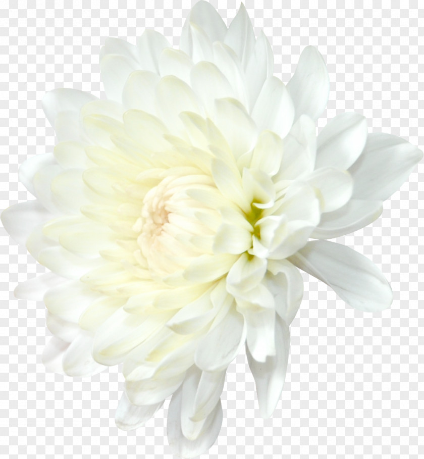 Chrysanthemum Dahlia Transvaal Daisy Flower Clip Art PNG