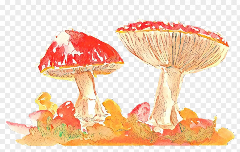 Mushroom Agaric Agaricomycetes Fungus PNG
