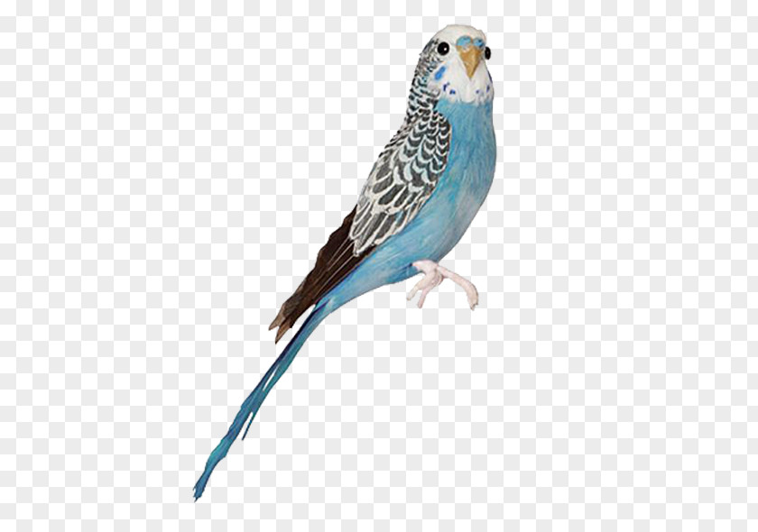 Parrot Blue Budgerigar Mutation Bird Parakeet Jay PNG