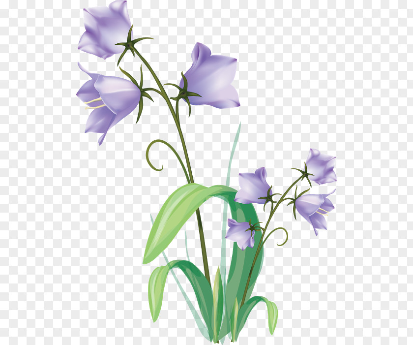Plant Drawing Art Flower PNG