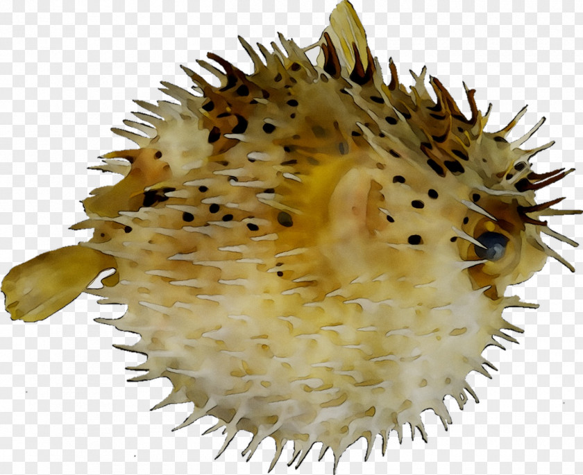 Pufferfish Long-spine Porcupinefish Spot-fin Diodon Eydouxii PNG