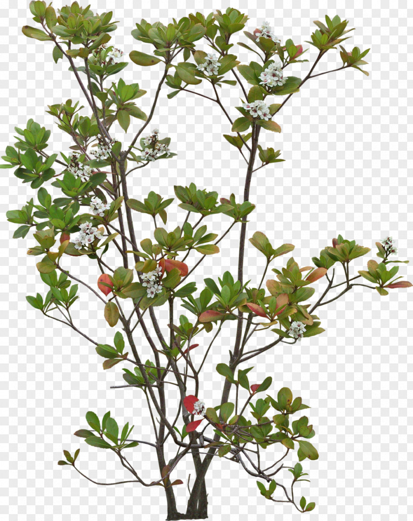Viburnum Geranium Plum Blossom PNG