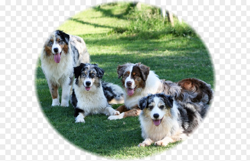 Blue Merle Australian Shepherd Dog Breed Miniature American Rough Collie Border PNG