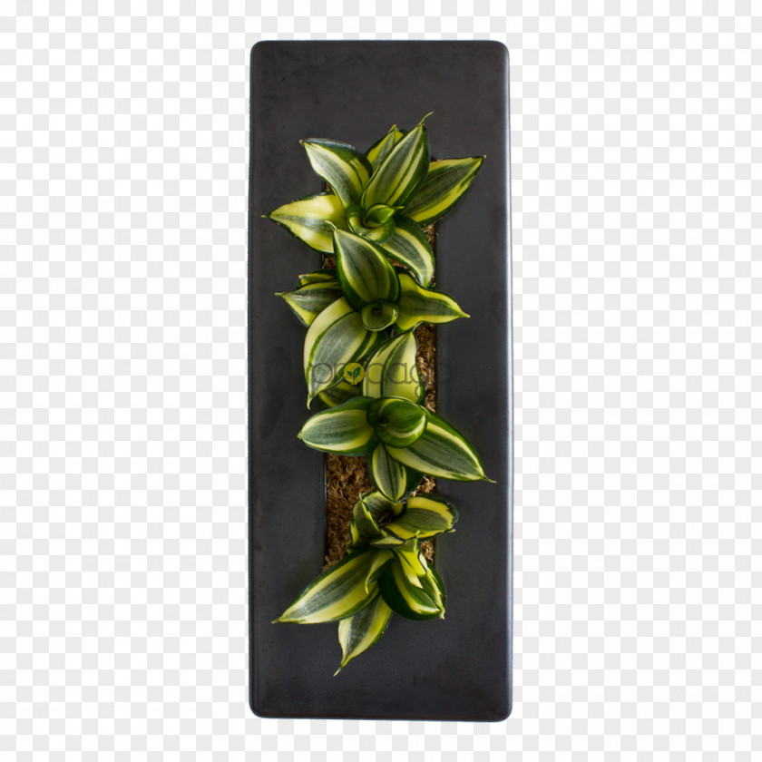 Plant Rectangle PNG