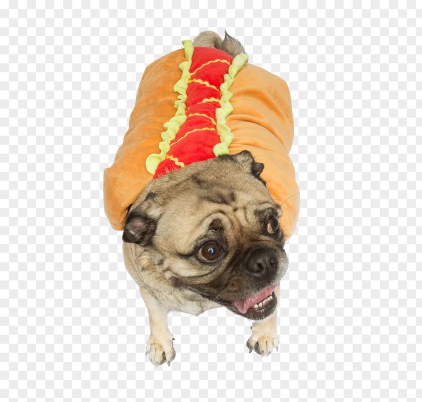 Puppy Pug Dog Breed Companion Costume PNG