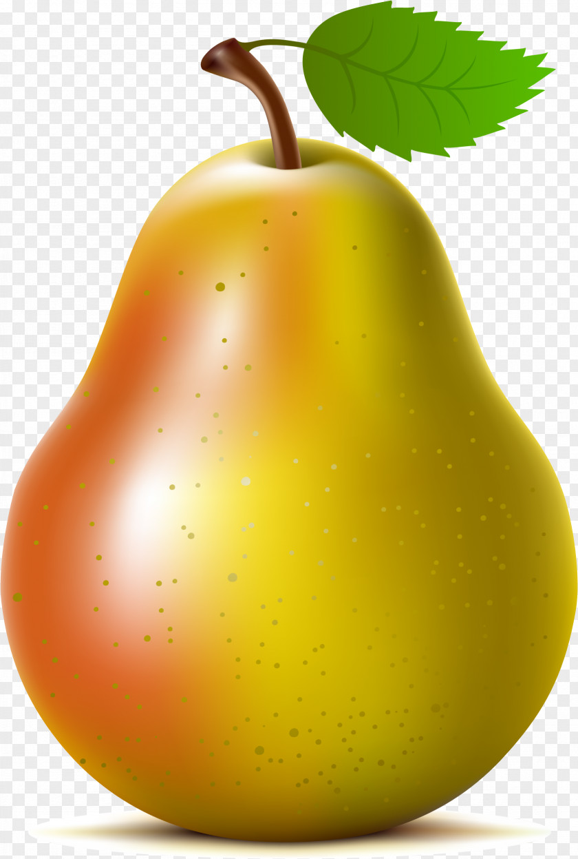 Vector Pear Asian Fruit Clip Art PNG