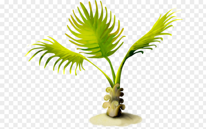Arecaceae Summer Clip Art PNG