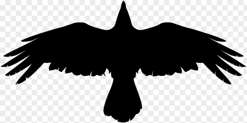 Bird Crow PNG