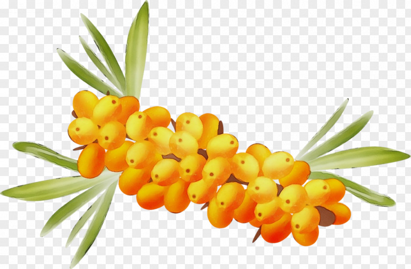 Food Natural Foods Hippophae Plant Fruit Flower PNG