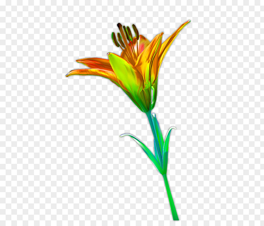 Lily Flower Petal Computer File PNG