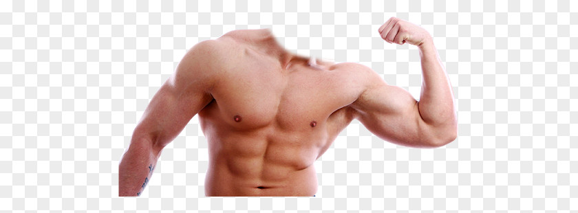 Muscle PNG clipart PNG