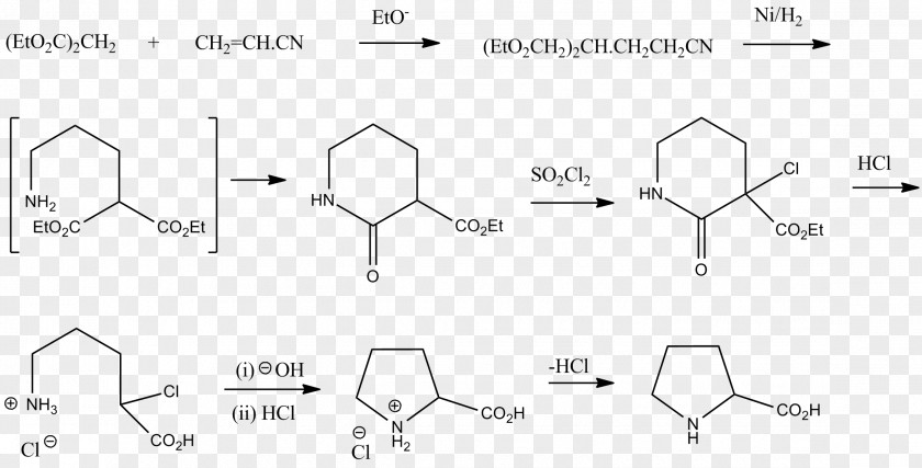 Proline Glutamic Acid Biosynthesis Chemical Synthesis Amine PNG